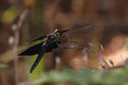 Image of Rhyothemis braganza Karsch 1890