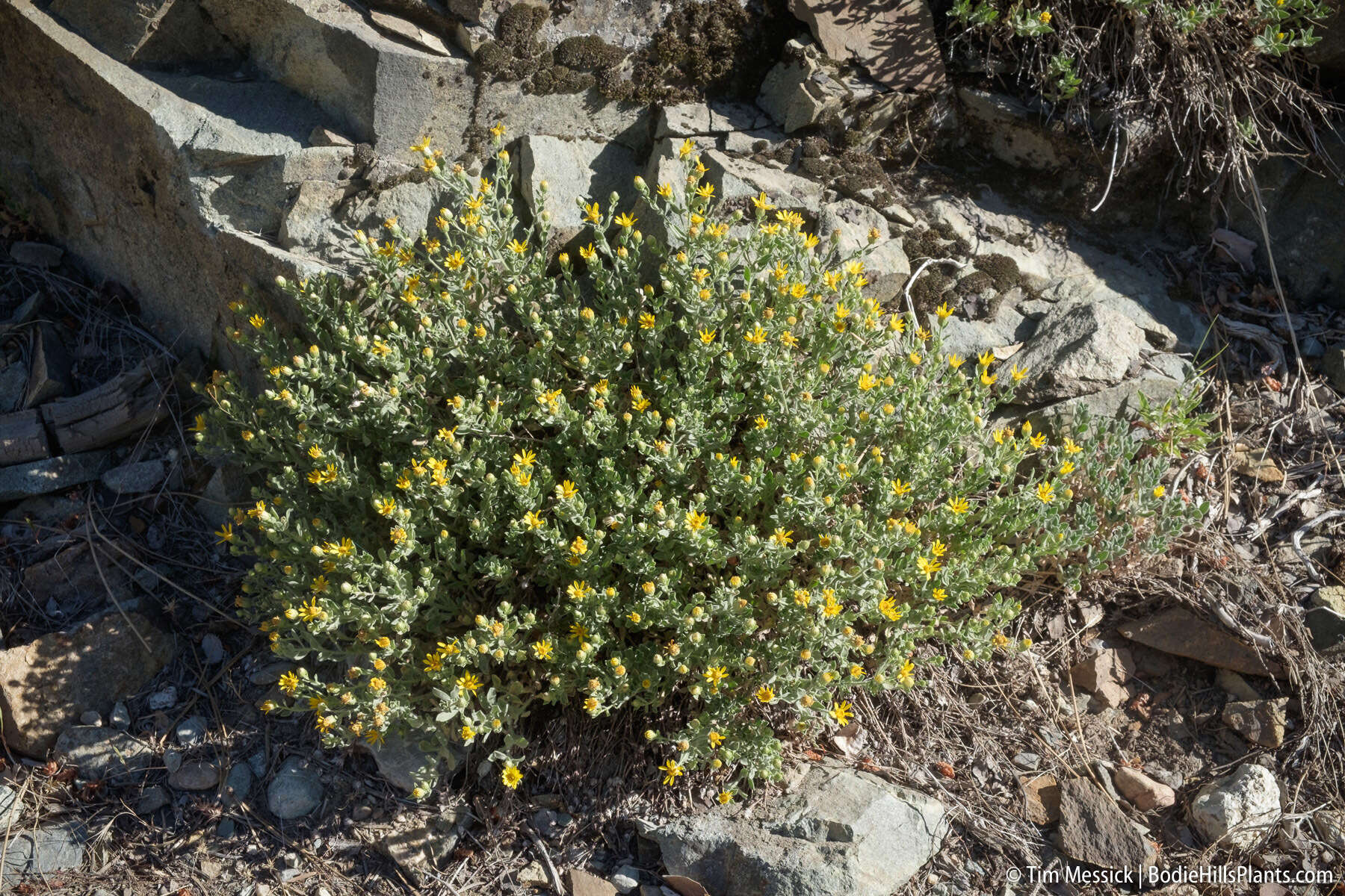 Image of Heterotheca orovillosa G. L. Nesom