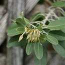 Plancia ëd Bonamia menziesii A. Gray