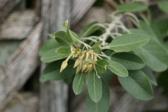 Imagem de Bonamia menziesii A. Gray