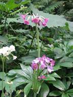 Image of Primula alpicola (W. W. Sm.) Stapf