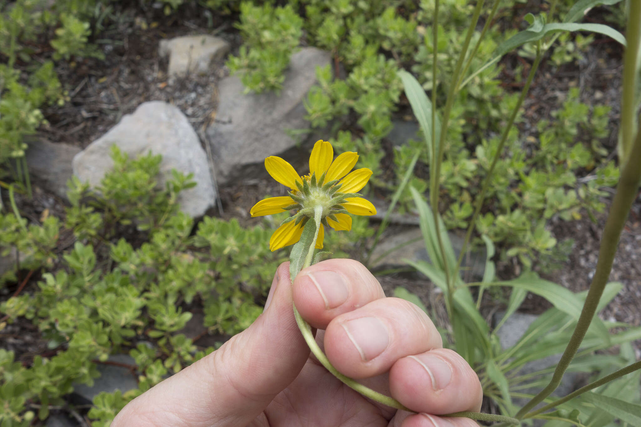 Image of Nevada helianthella