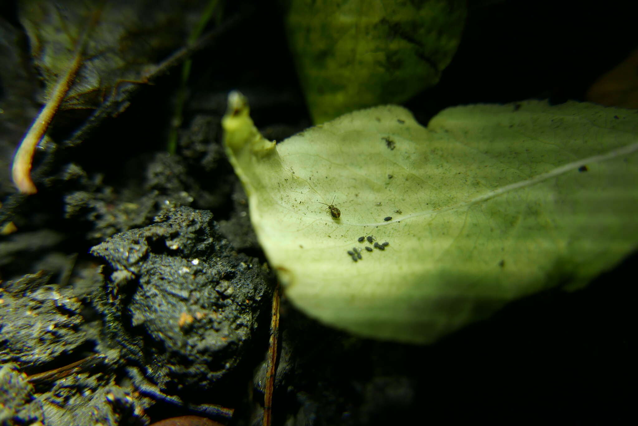 Image of Dicyrtomina saundersi (Lubbock & J 1862)