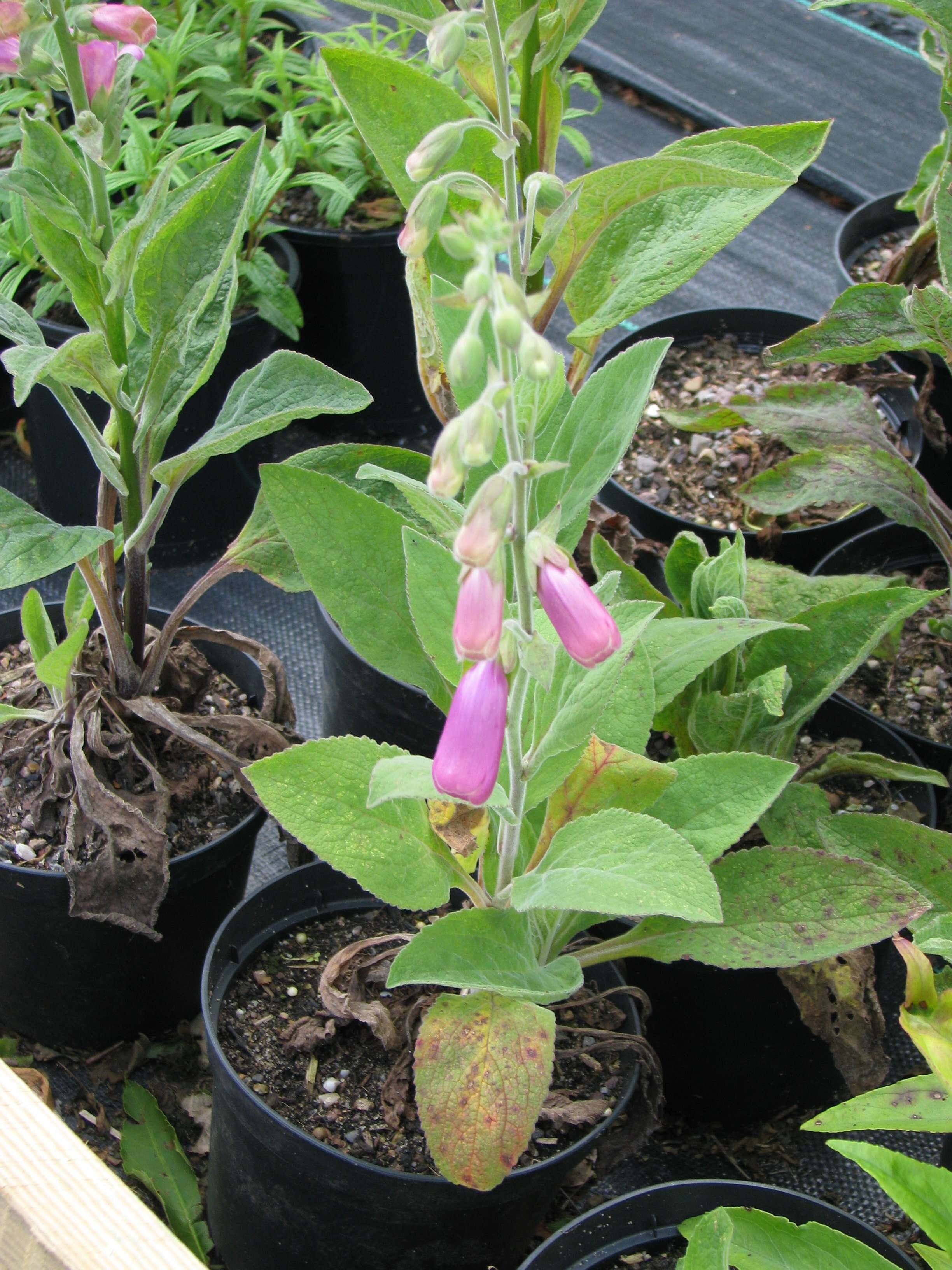 Imagem de Digitalis thapsi L.