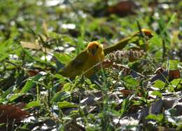 Image of Saffron Finch