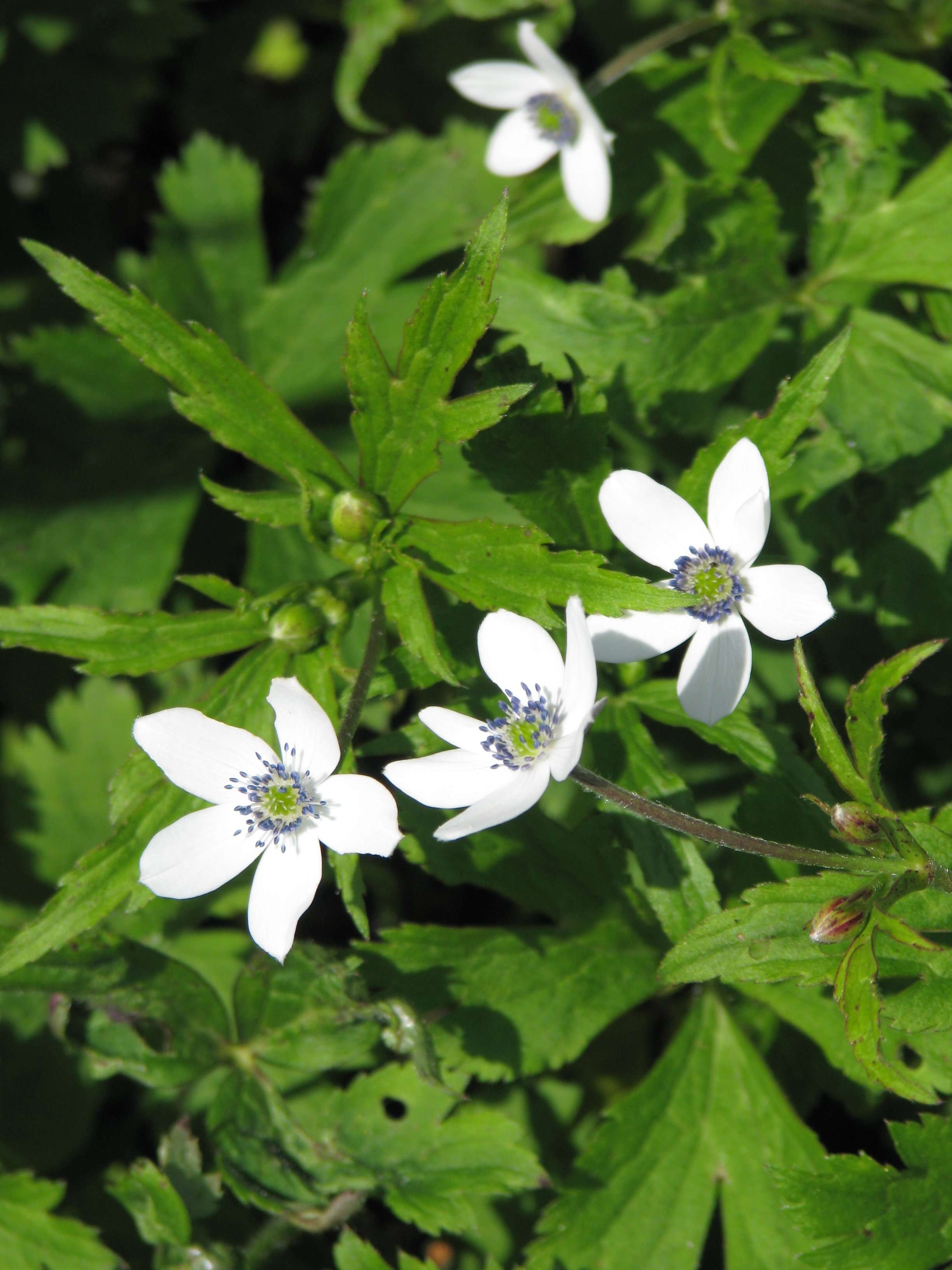 Image of <i>Anemone rivularis</i>