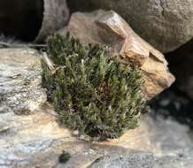 Image of oval dry rock moss