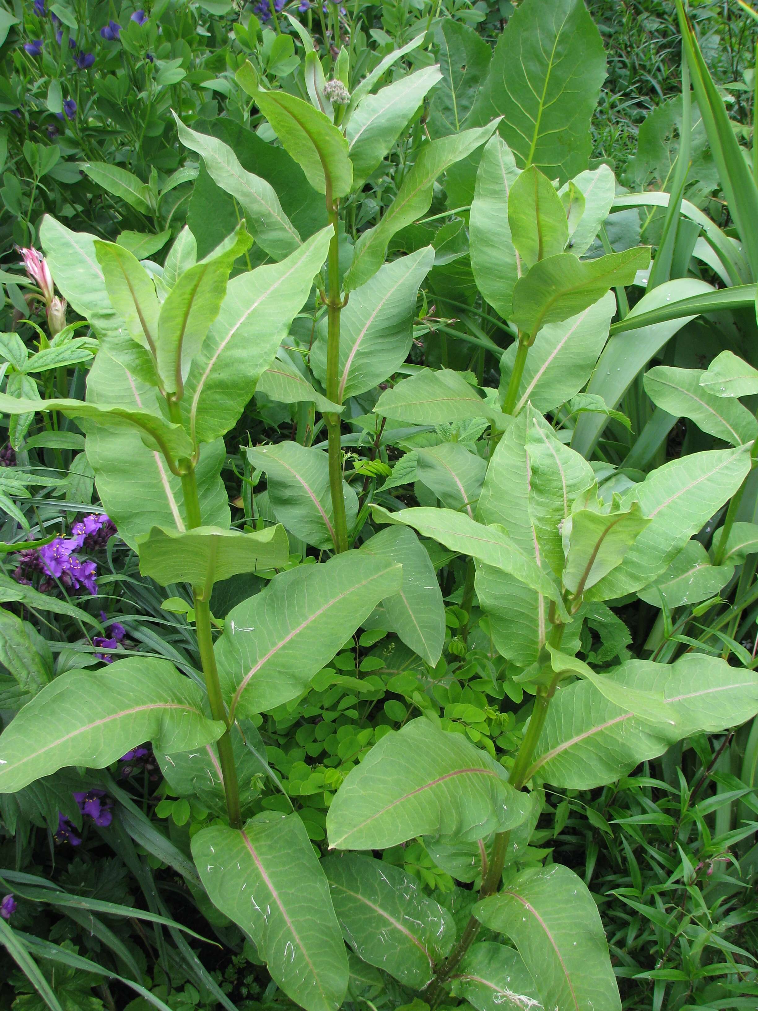 Image of common milkweed