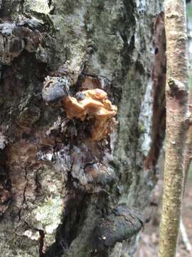 Image of Antrodiella serpula (P. Karst.) Spirin & Niemelä 2006