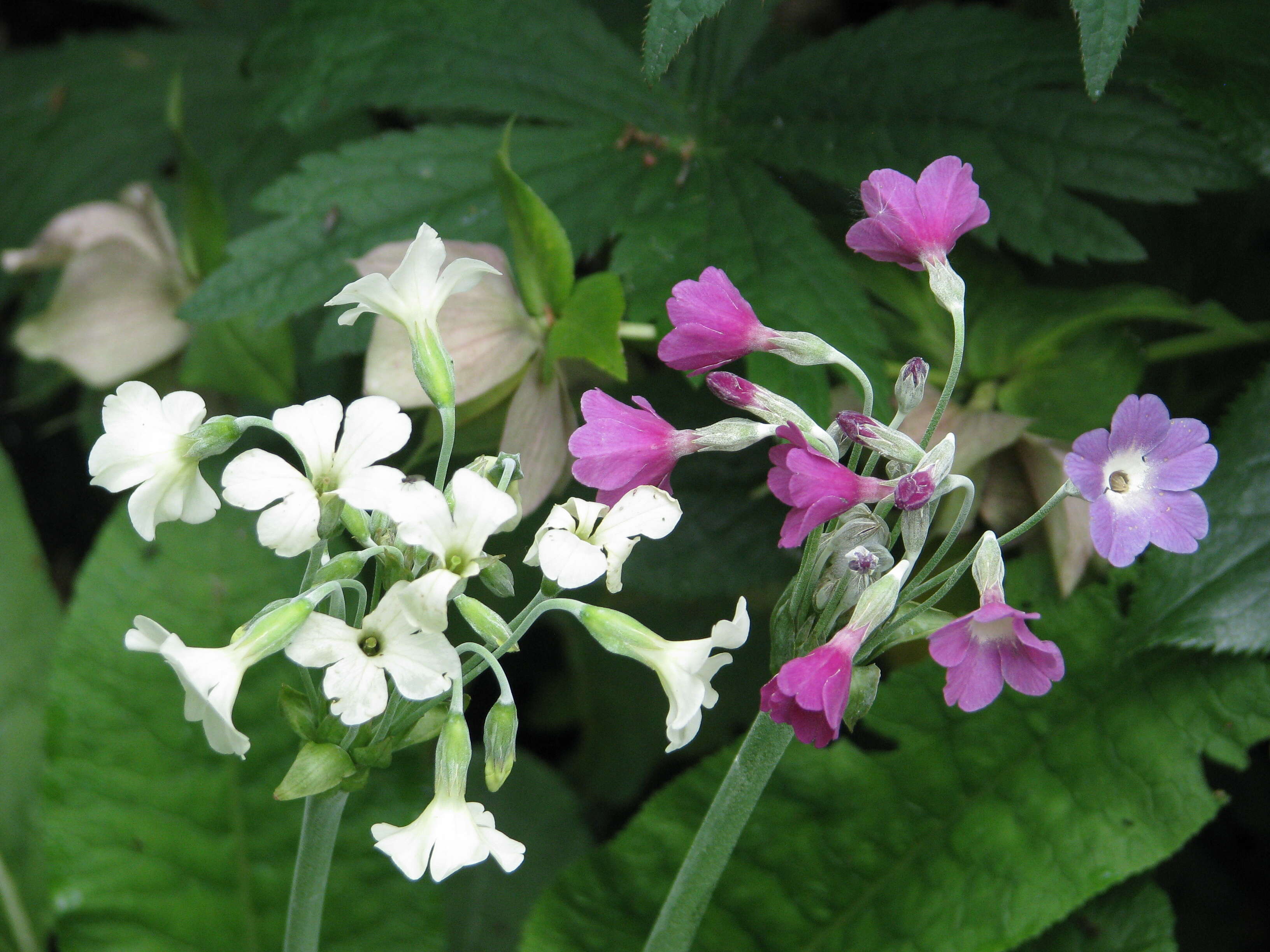 Image of Primula alpicola (W. W. Sm.) Stapf