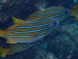 Image of Blue and gold snapper