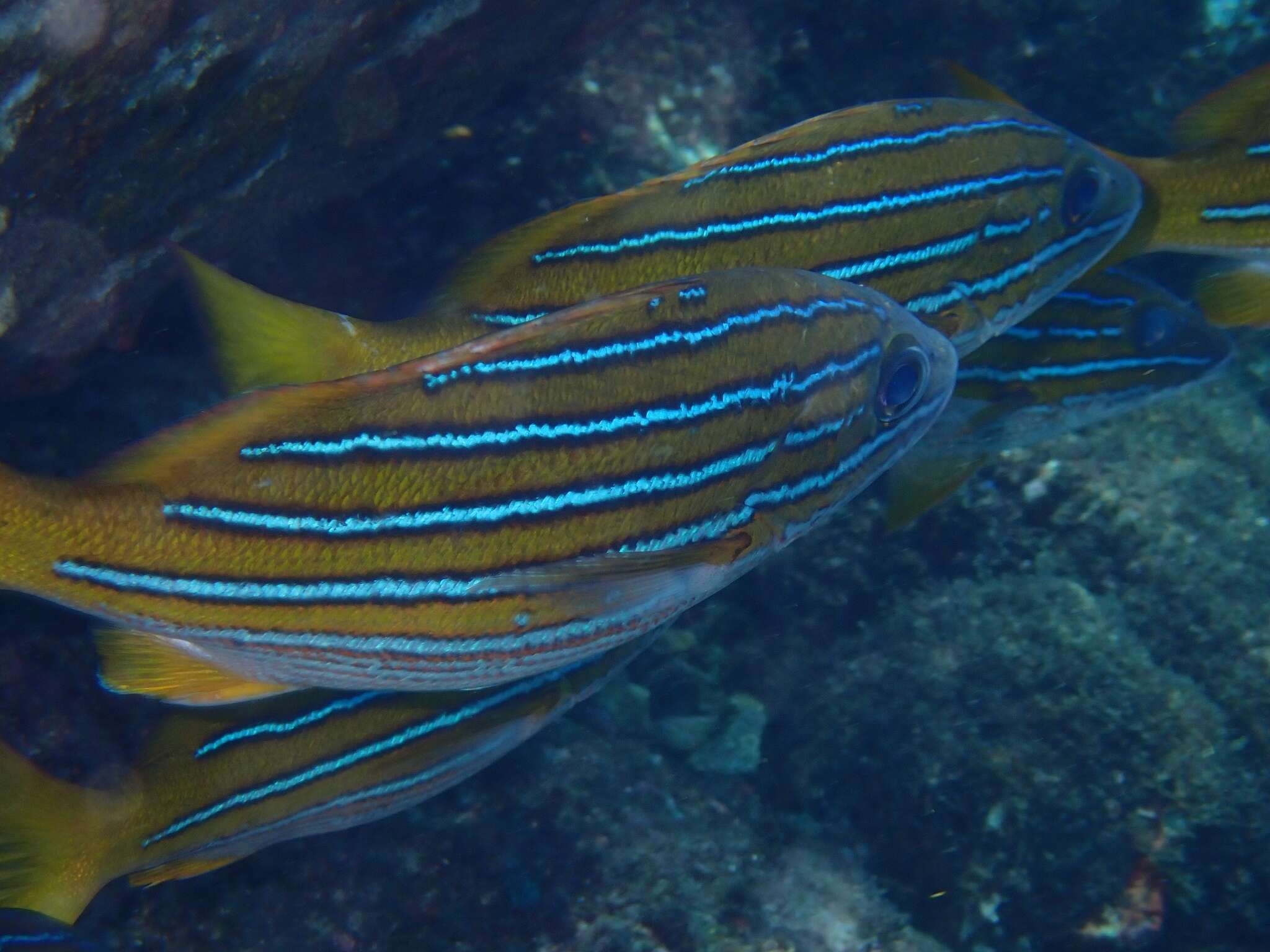 Image of Blue and gold snapper