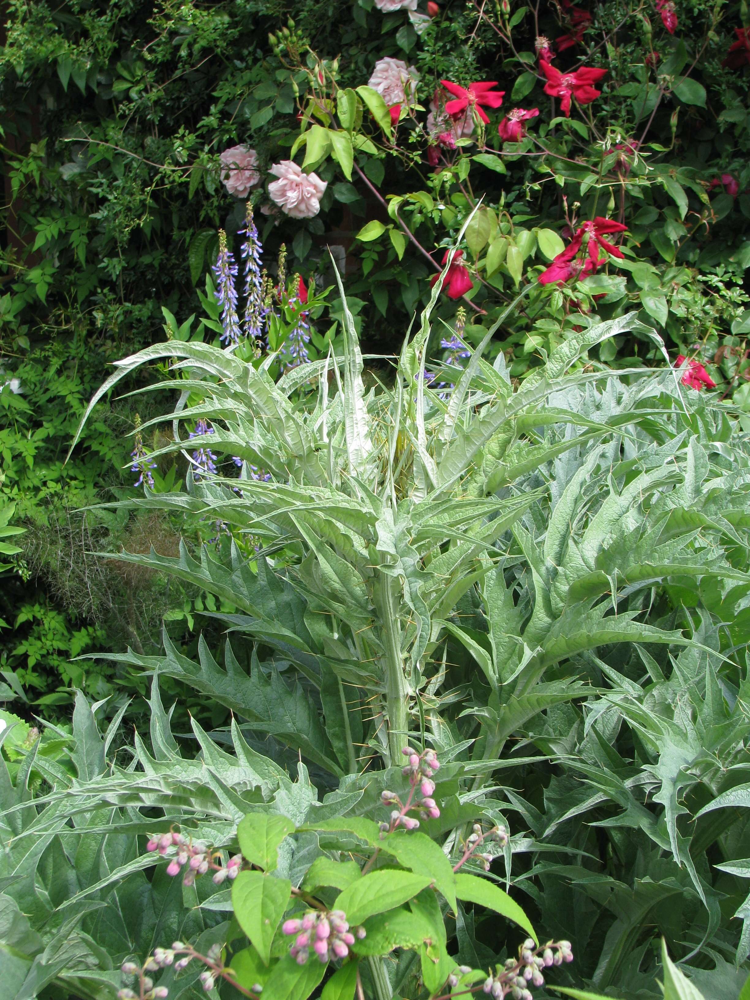 Image of cardoon