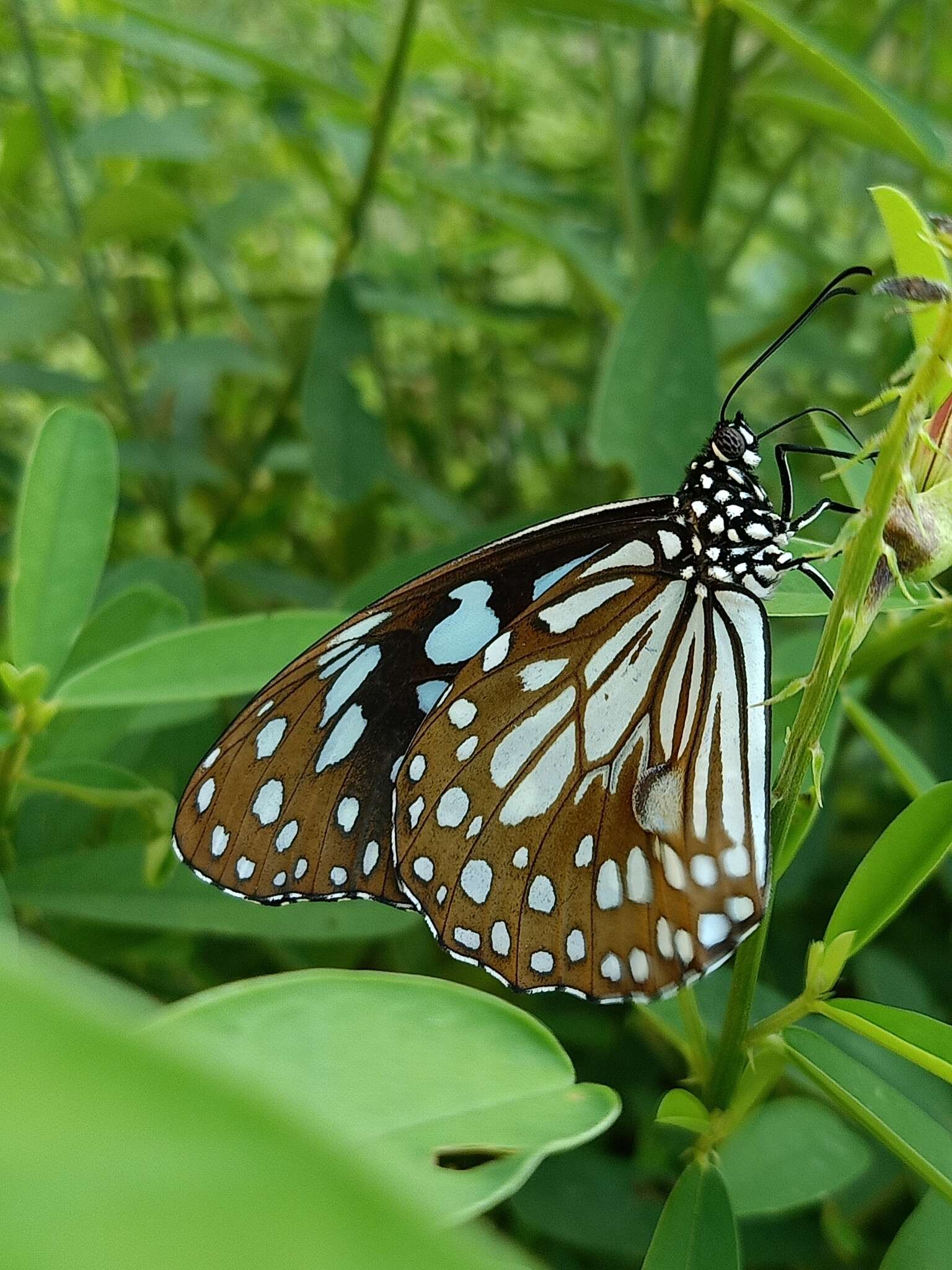 Image of Tirumala limniace exoticus