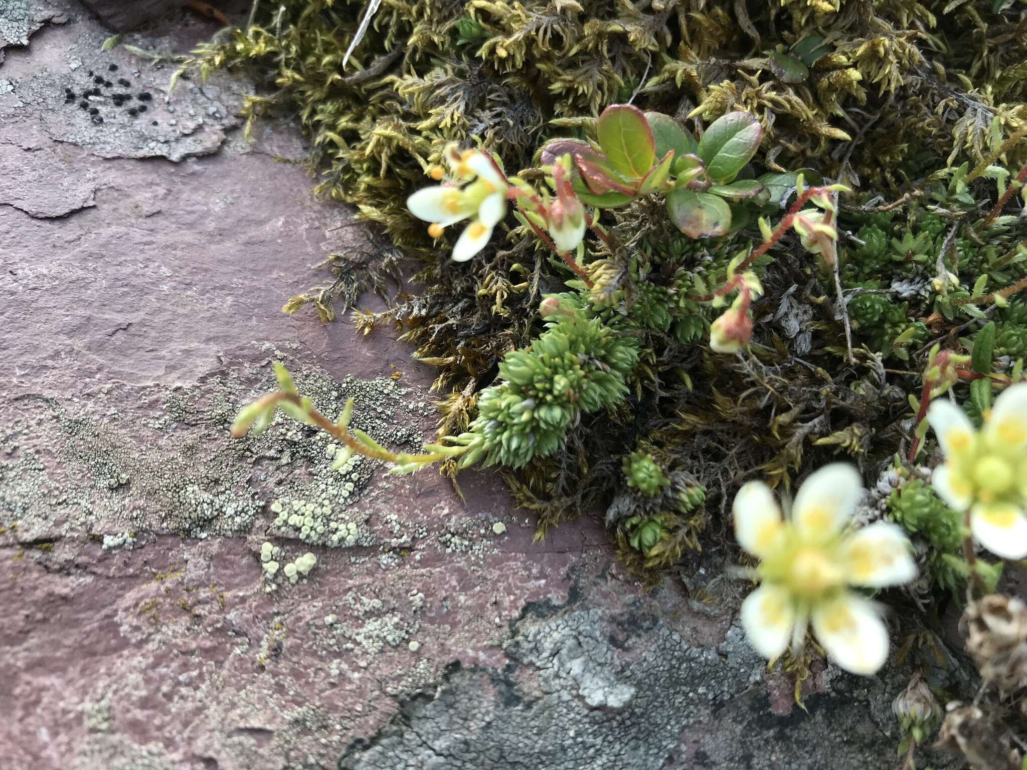 Слика од Saxifraga bryoides L.