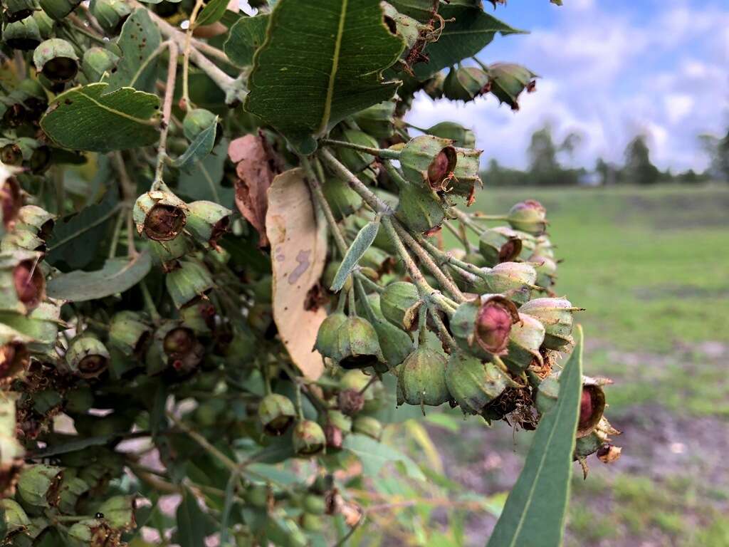 Image de Angophora subvelutina F. Müll.