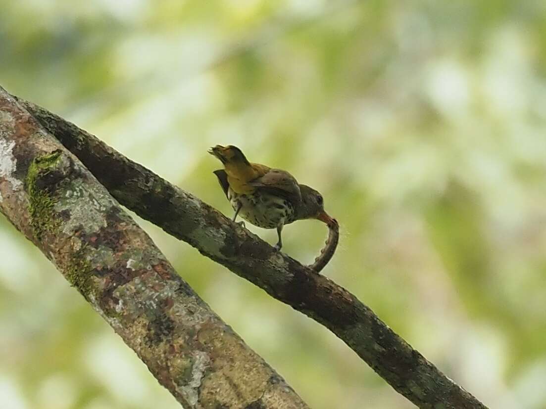 صورة Oriolus xanthonotus Horsfield 1821