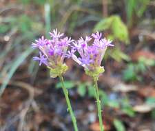 Image de Polygala incarnata L.