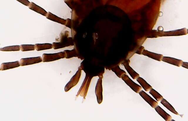 Image of Common sheep tick