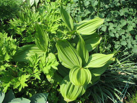 Image of European white hellebore