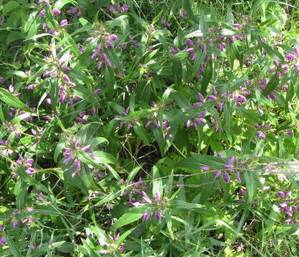 Image of Phlomis herba-venti subsp. pungens (Willd.) Maire ex De Filipps