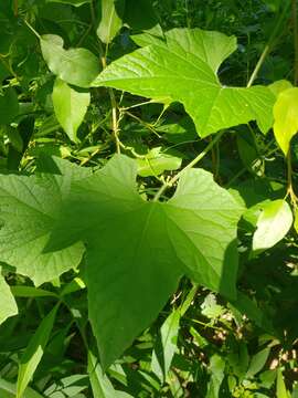 Image of Five-Lobe-Cucumber