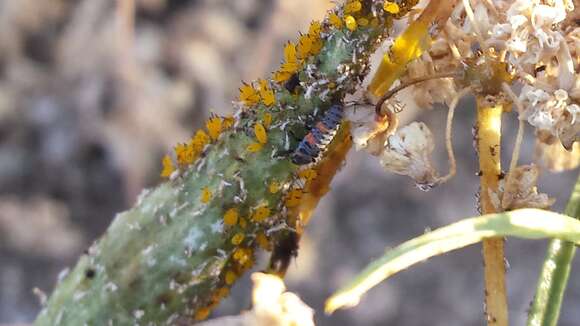 Image of Nine-spotted Lady Beetle