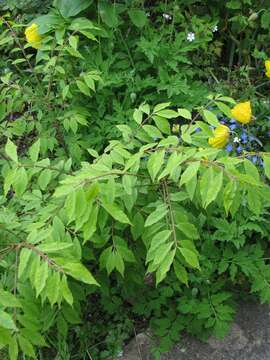 Слика од Euonymus alatus (Thunb.) Siebold