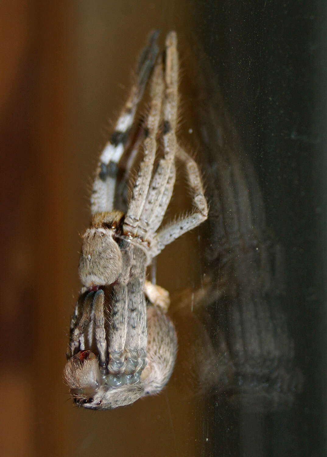 Image of Isopeda villosa L. Koch 1875