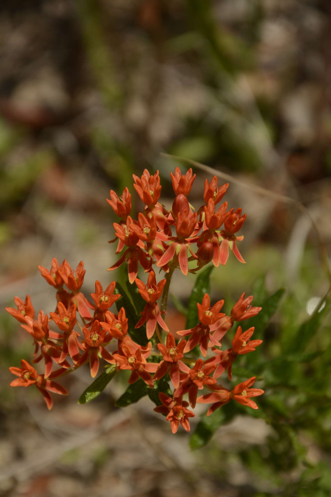 Imagem de Asclepias tuberosa subsp. rolfsii (Britt. ex Vail) Woods.