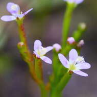 Image de Stylidium despectum R. Br.