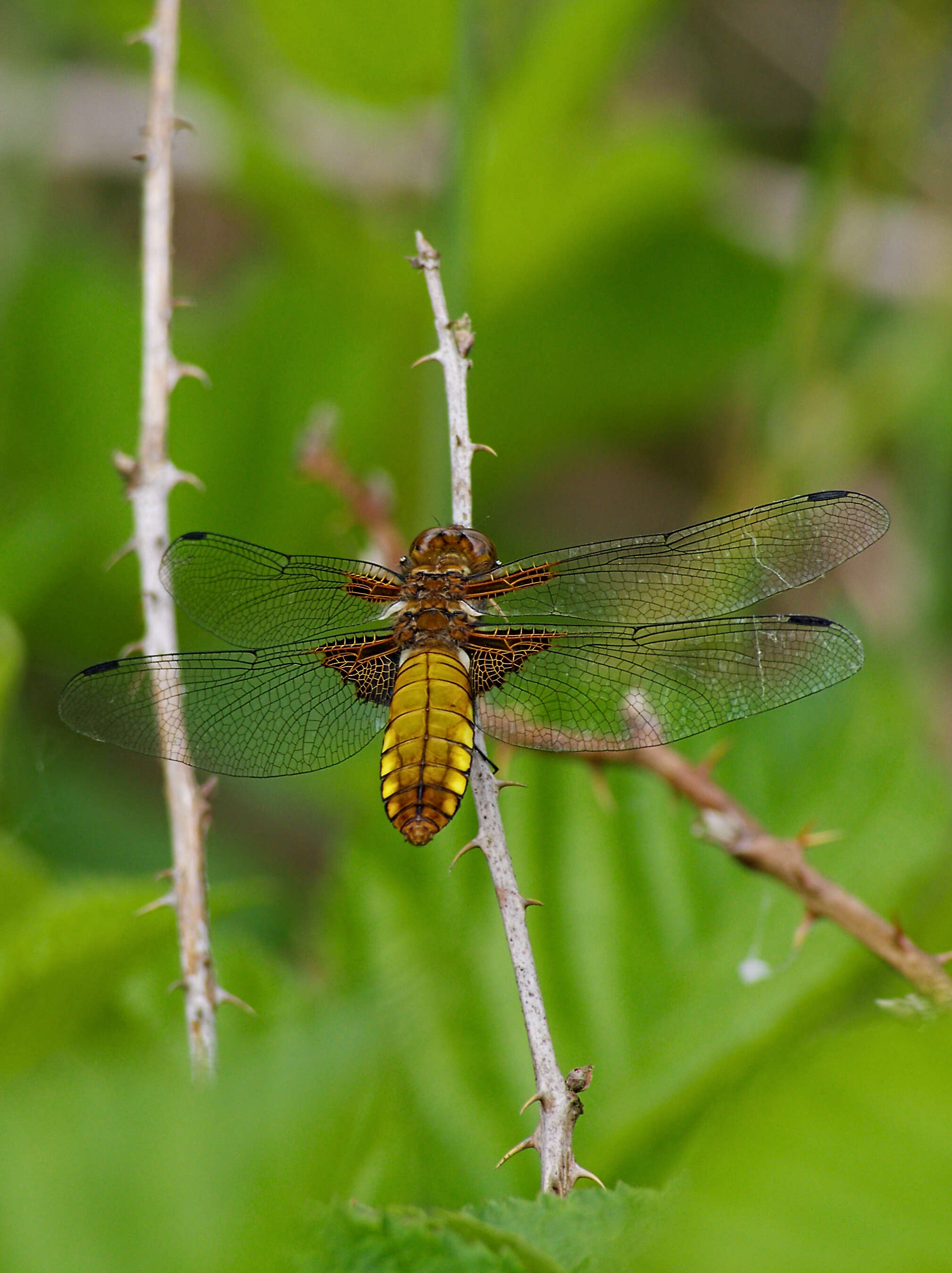 Image of Broad-bodied chaser