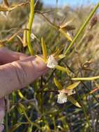 Image of Acrolophia capensis (P. J. Bergius) Fourc.