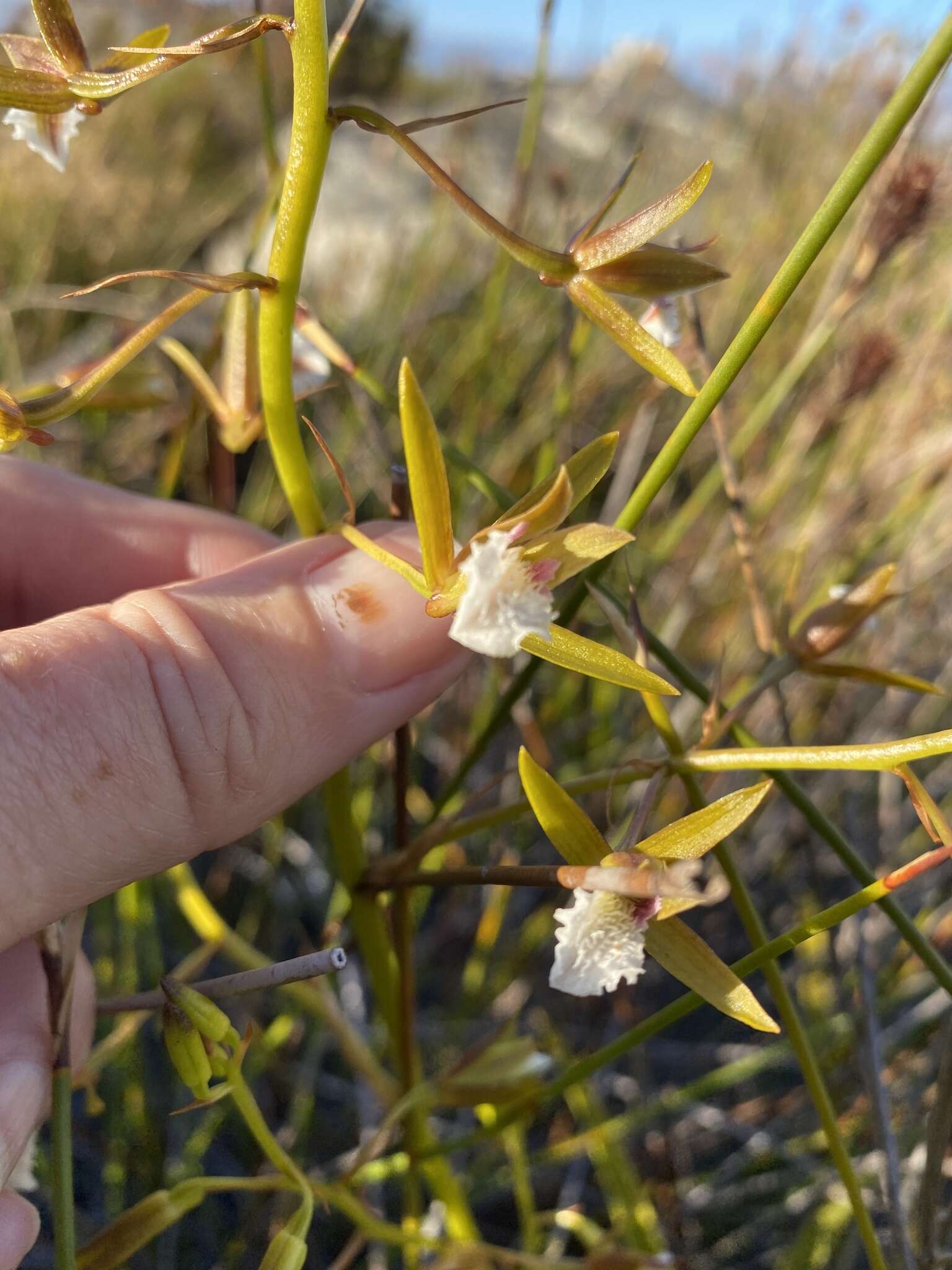 Image of Acrolophia capensis (P. J. Bergius) Fourc.