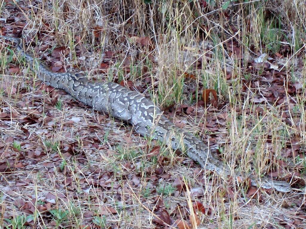 Image of Southern African Python