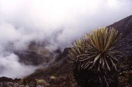 Image of Coespeletia spicata (Sch. Bip. ex Wedd.) Cuatrec.