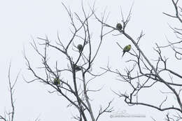 Image of Pin-tailed Green Pigeon