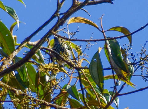 Imagem de Tangara nigroviridis (Lafresnaye 1843)