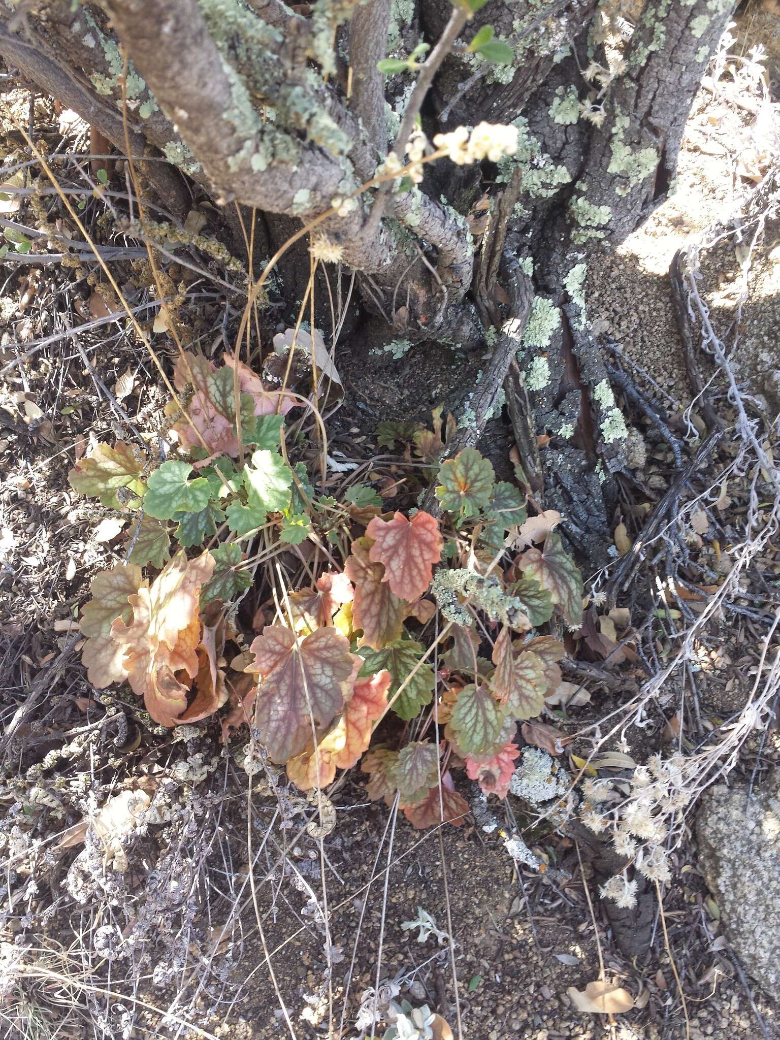 Image de Heuchera soltisii R. A. Folk & P. J. Alexander