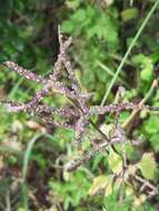 Image of Urtica membranacea Poir.