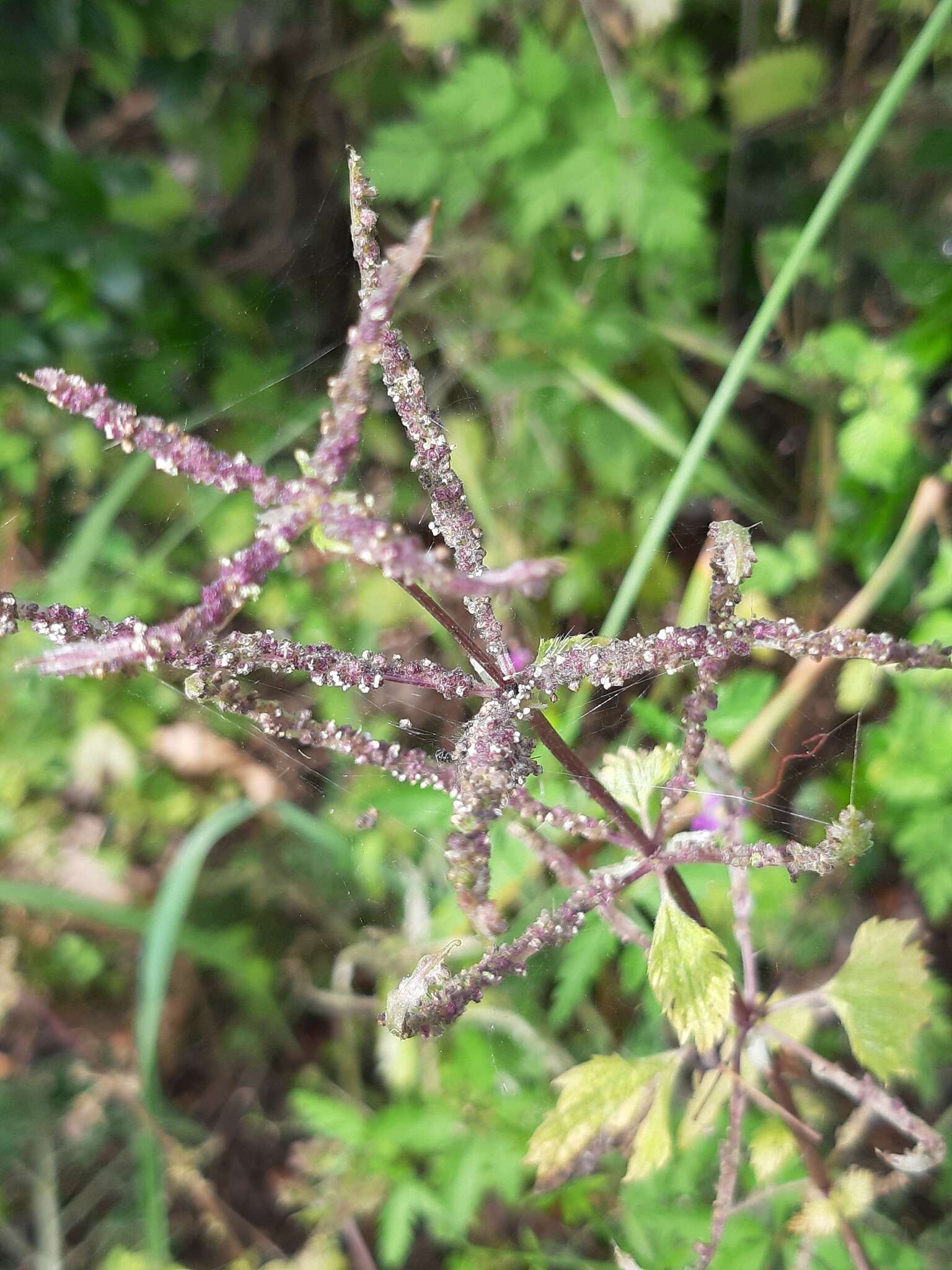 Urtica membranacea Poir.的圖片