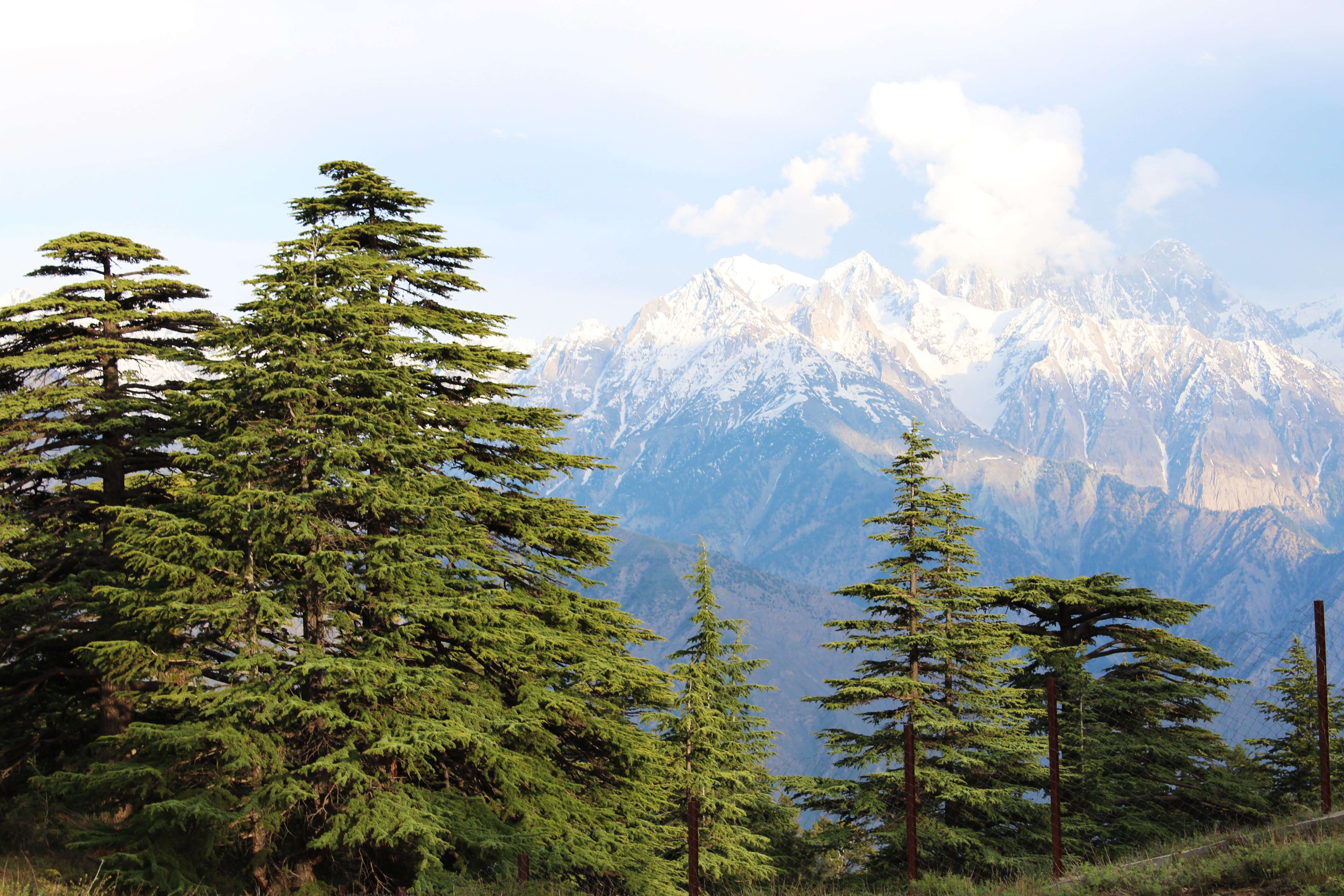 Image of Deodar cedar