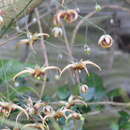 Image of Epimedium wushanense T. S. Ying