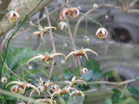 Image of Epimedium wushanense T. S. Ying