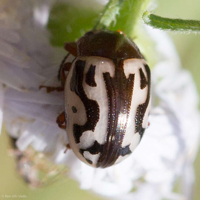 صورة Zygogramma (Zygospila) opifera (Stål 1860)