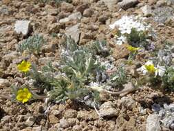 Image of silky cinquefoil