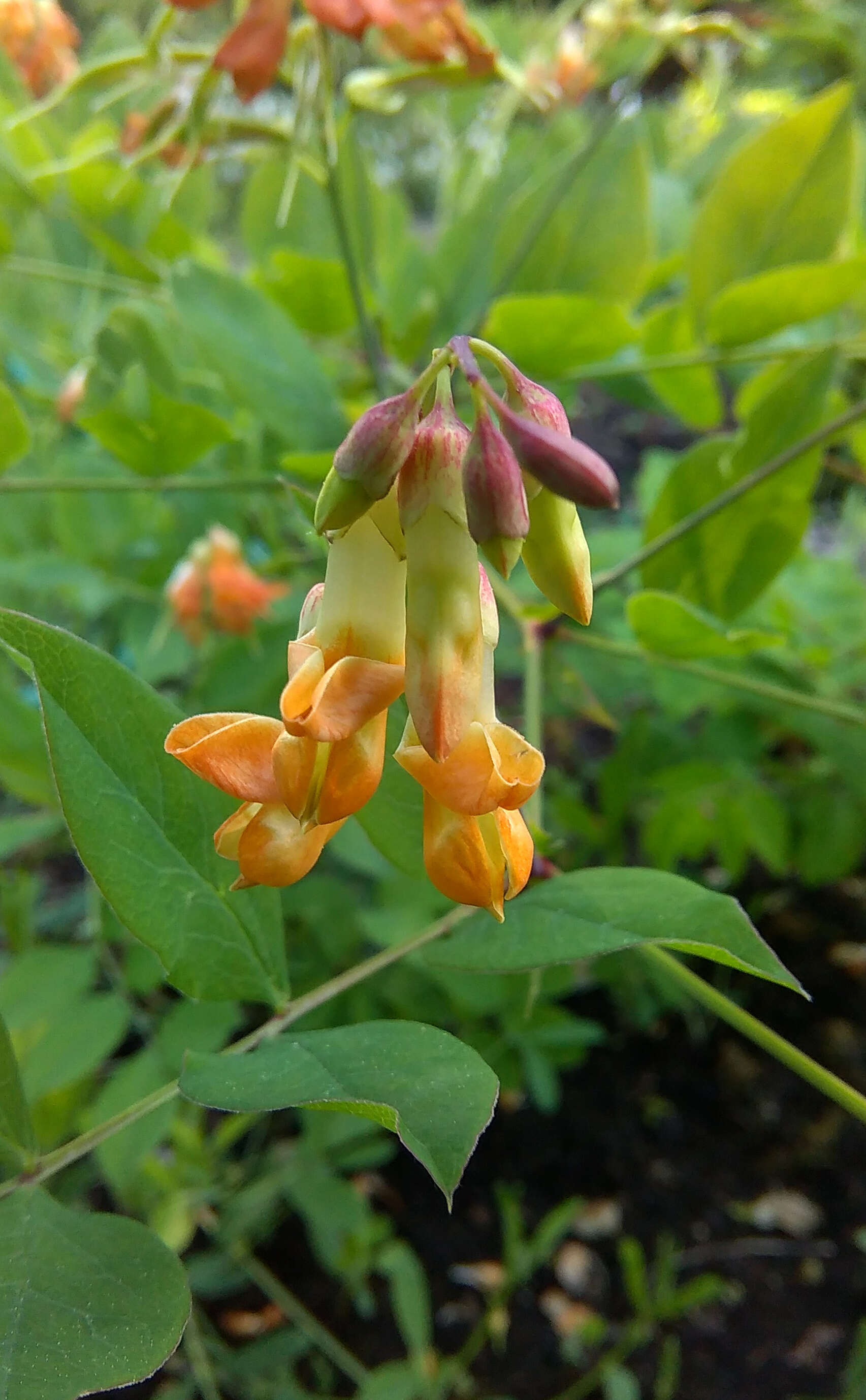 Imagem de Lathyrus laevigatus (Waldst. & Kit.) Gren.