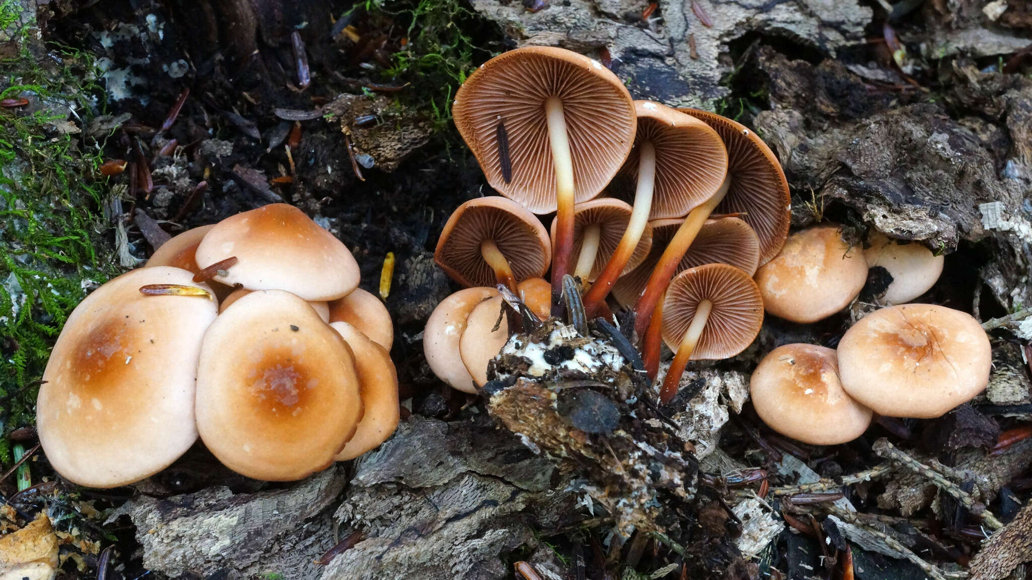 Image of Gymnopus lachnophyllus (Berk.) Murrill 1916