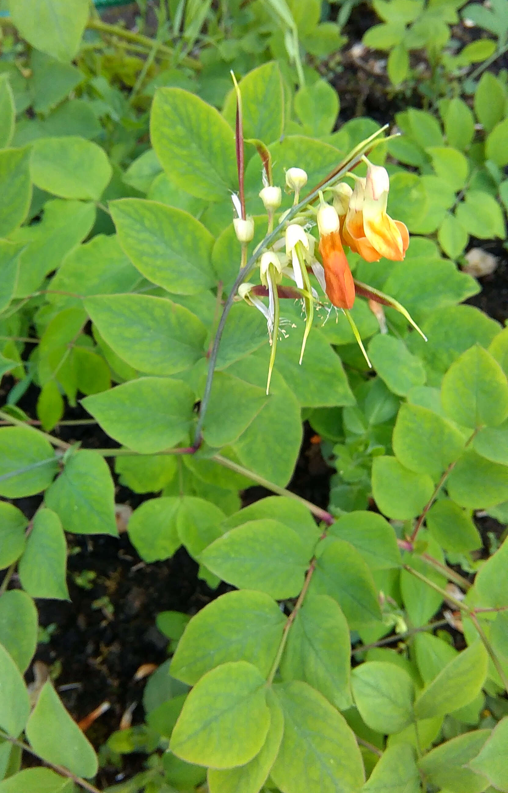 Imagem de Lathyrus laevigatus (Waldst. & Kit.) Gren.