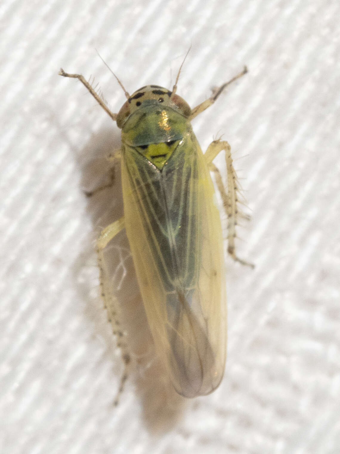 Image of Aster Leafhopper